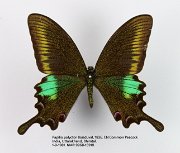 Papilio polyctor